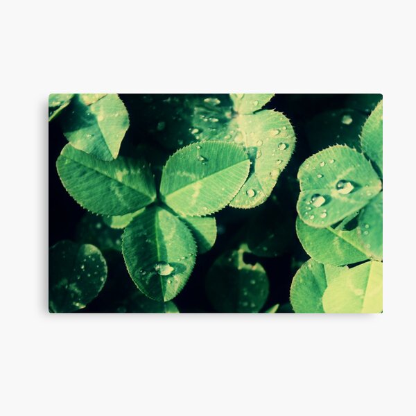luck Canvas Print