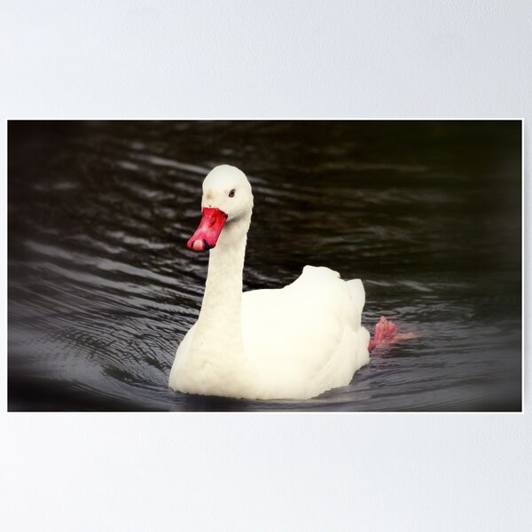 Item preview, Coscoroba Swan designed and sold by stanowen.