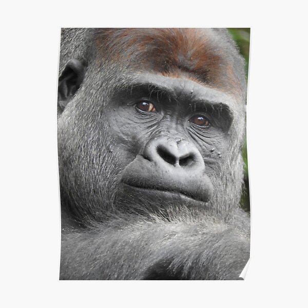 Gorilla Poster