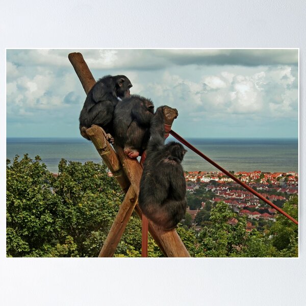 Aperçu de l'œuvre Monkeying around : Which Way is Africa ??? créée et vendue par AnnDixon.