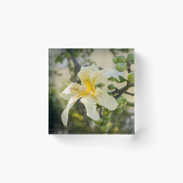 Item preview, Exotic Flower - Blooming Ceiba Speciosa Silk Floss Tree designed and sold by Georgia Mizuleva.