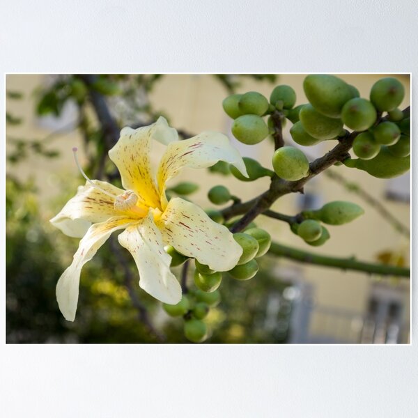 Item preview, Exotic Flower - Blooming Ceiba Speciosa Silk Floss Tree designed and sold by Georgia Mizuleva.