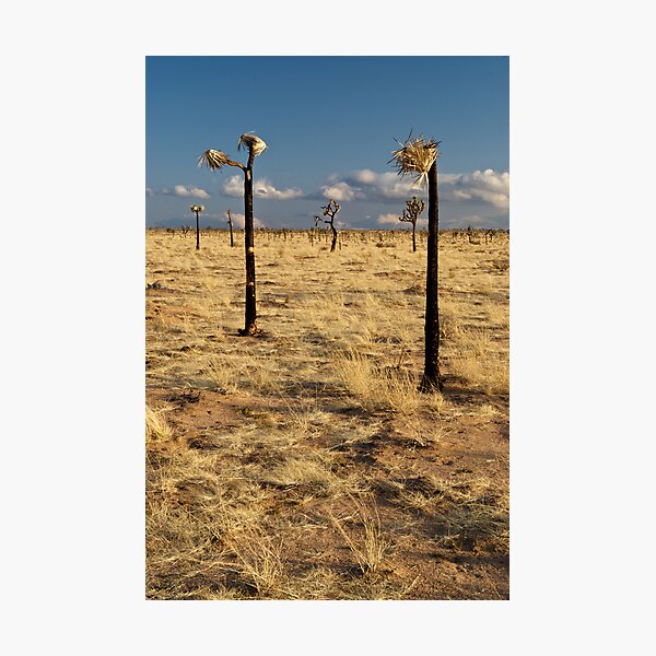 Item preview, Charred designed and sold by Flux Photography.