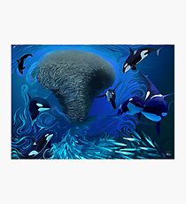 Orca, killer whale playing with bait ball of fish Photographic Print
