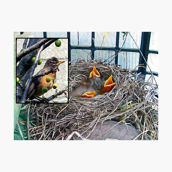 New Kids in the Neighborhood Photographic Print