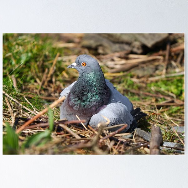 Item preview, Sunbathing pigeon II designed and sold by GreyFeatherPhot.