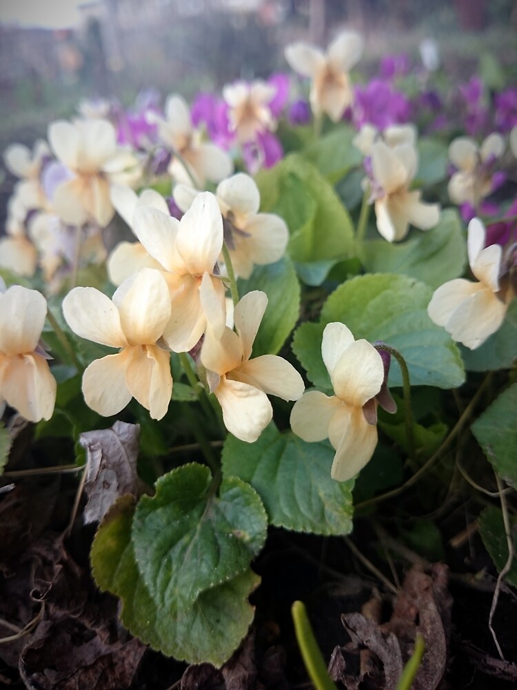 Veilchen in Blüte von Gourmetkater