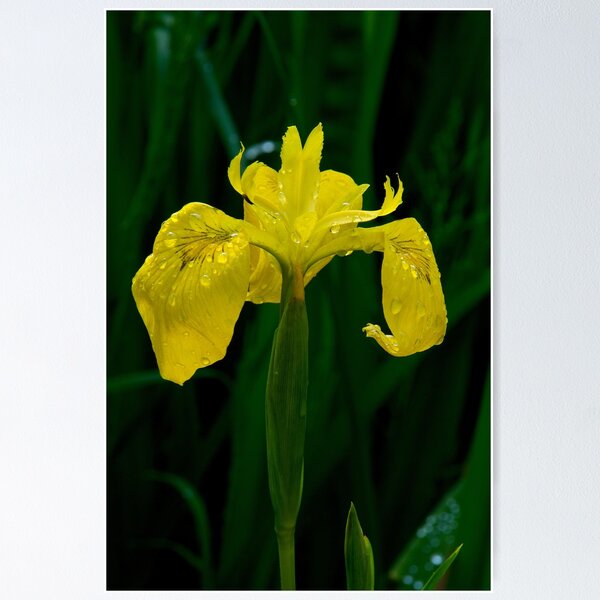 Item preview, Wild Iris designed and sold by Jeffrey  Sinnock.