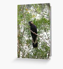Yellow-tailed Black Cockatoo Greeting Card
