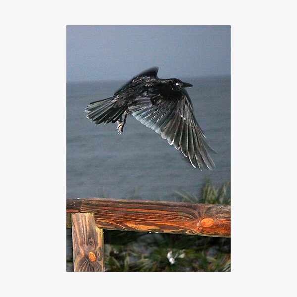 Escape! An Early Morning Flight. Photographic Print