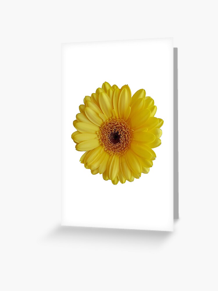 Tarjetas de felicitación «Gerbera amarilla sobre fondo transparente» de  ellenhenry | Redbubble