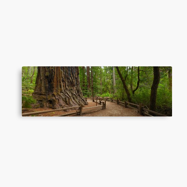 Big Basin Giant Canvas Print