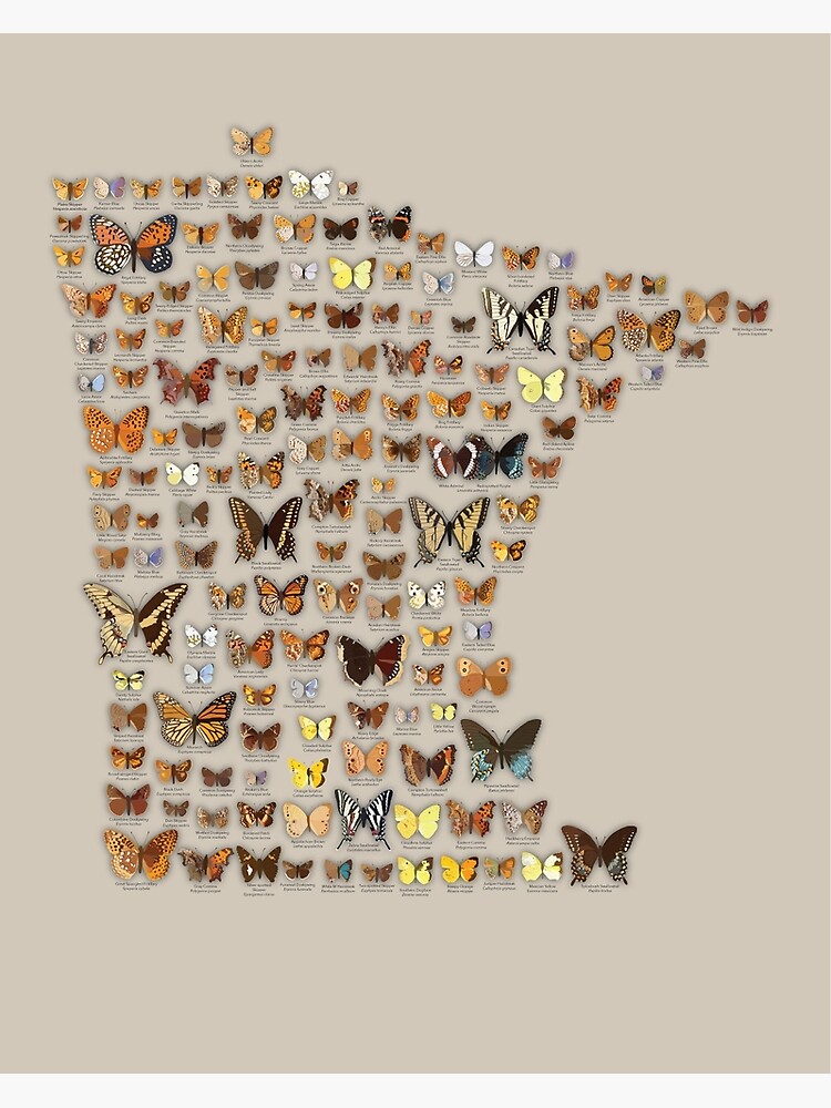 Minnesota Butterflies by andybirkey