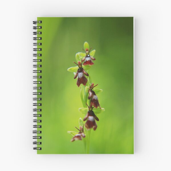 Item preview, Fly orchid mimicry  designed and sold by miradorpictures.