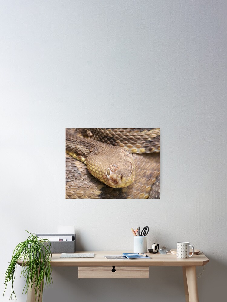 Thumbnail 2 of 3, Poster, Timber Rattlesnake designed and sold by ddilluvioarts.