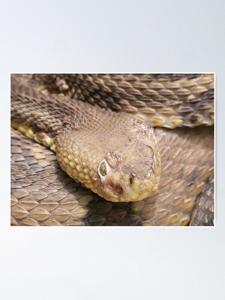 Thumbnail 1 of 3, Poster, Timber Rattlesnake designed and sold by ddilluvioarts.