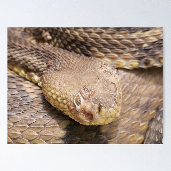 Item preview, Timber Rattlesnake designed and sold by Dandelion Dilluvio.