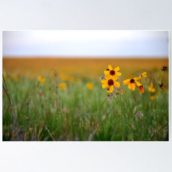 Item preview, Prairie Wildflowers designed and sold by Jerome Petteys.