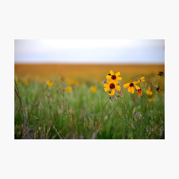 Item preview, Prairie Wildflowers designed and sold by Jerome Petteys.