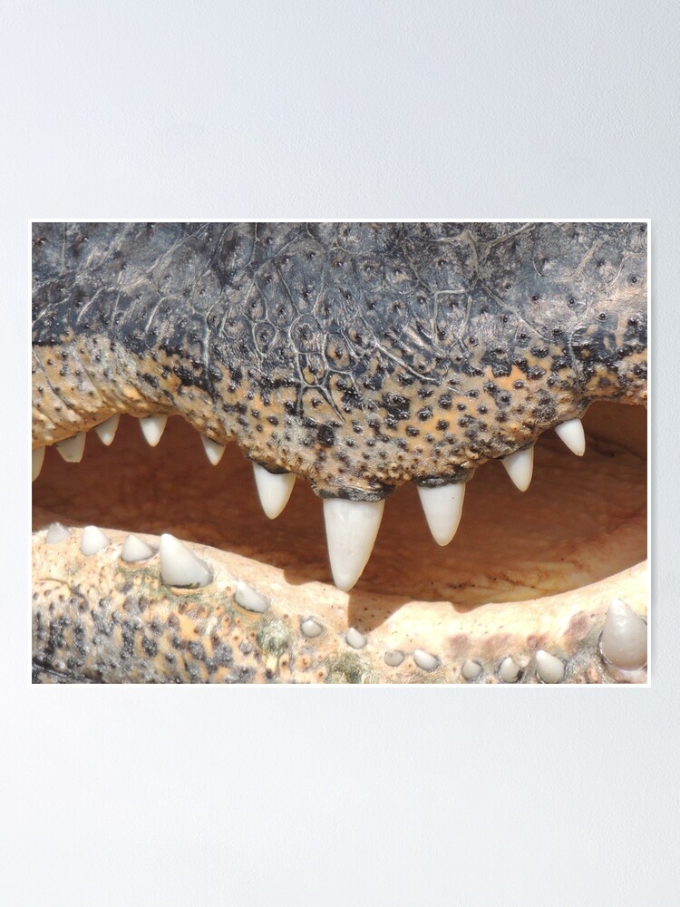 Póster «Colmillos Gator» de annAHorton | Redbubble