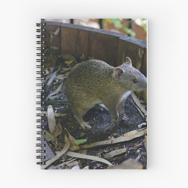 Item preview, Bilby having a look around at the pub, Elizabethen Village, Armadale, WA. designed and sold by BigAndRed.