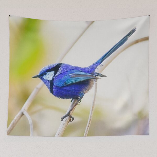 Item preview, Blue Wren - Splendid Fairy Wren - Bushy Lakes designed and sold by Dave Catley.