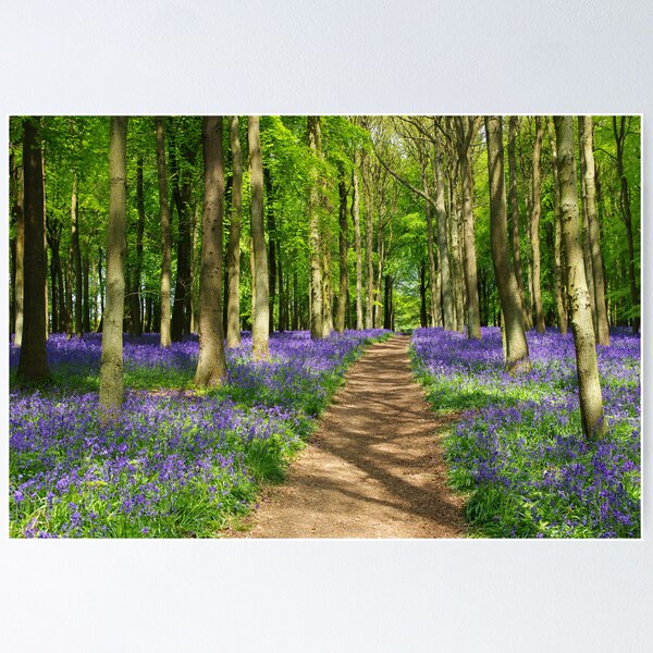 Artikel-Vorschau von  Nationales Vertrauen Ashridge Estate.

Aufgenommen auf einer Pentax K-m 1 / 90sez @ f / 5.6 auf 30mm, designt und verkauft von mark2uk.