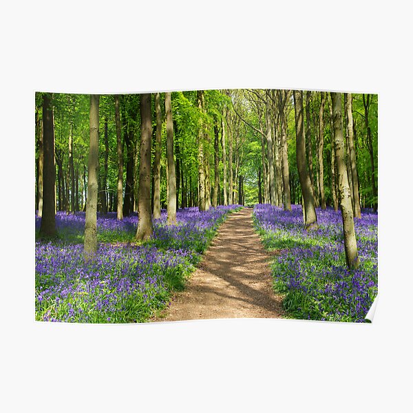 Bluebell woods Poster