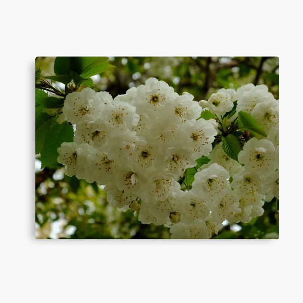 Under a cherry tree Canvas Print