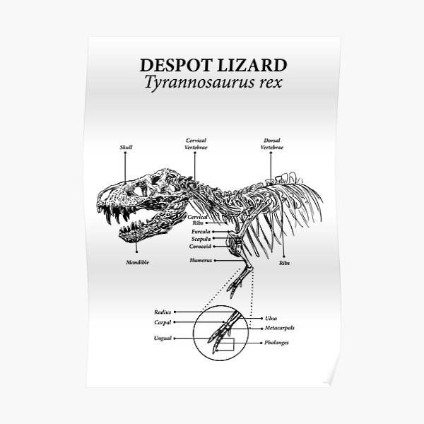 Anatomy of a tyrannosaurus rex Poster