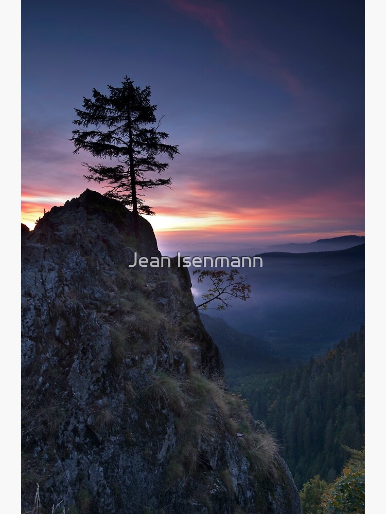 « Arbre solitaire à l'aube » par Isenmann
