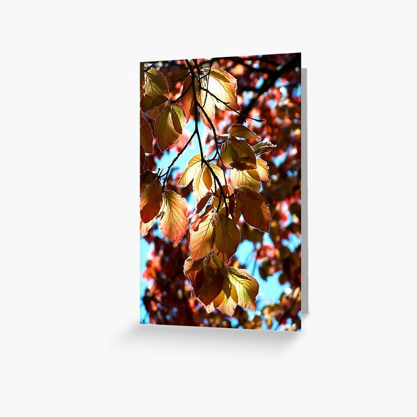Light and shadow Greeting Card