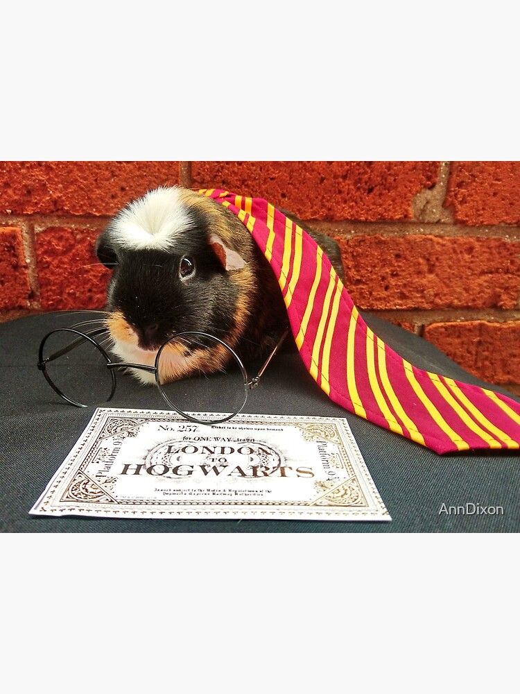 "Harry a Guinea Pig" Poster for Sale by AnnDixon Redbubble