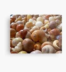 Seashells 1c Metal Print