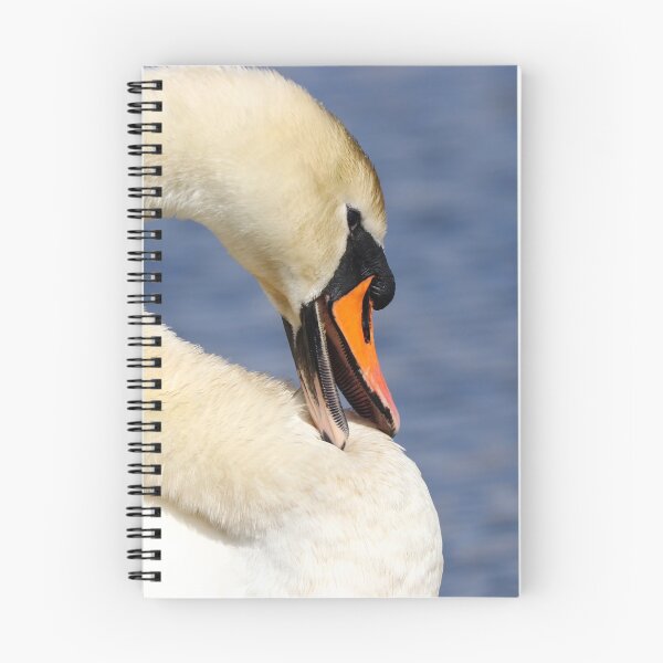Item preview, Preening swan designed and sold by GreyFeatherPhot.