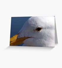 Bodega Bay Gull Greeting Card