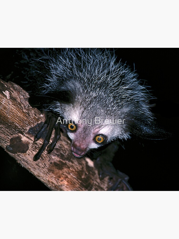The face that launched a thousand superstitions by dailyanimals