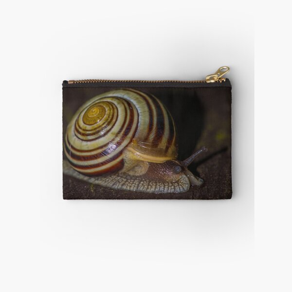 Item preview, Banded Mysterysnail designed and sold by Bill Spengler's Photographic Thoughts.