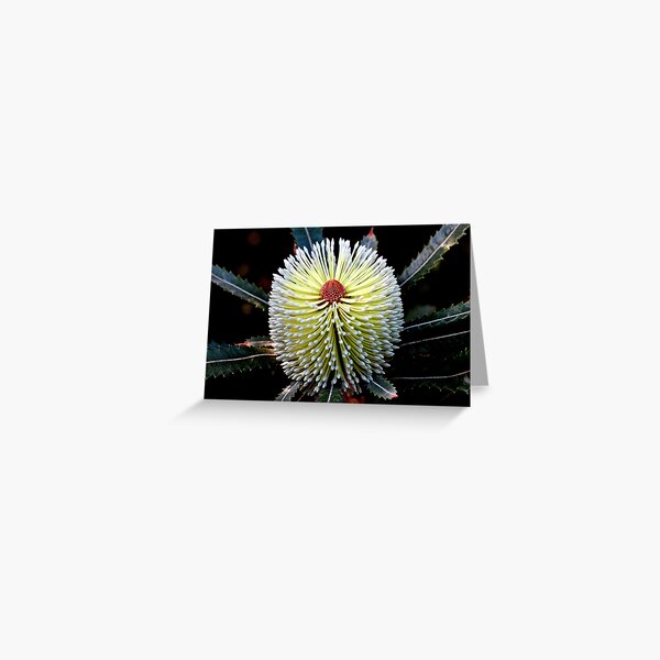 Banksia aemula Greeting Card