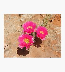 Escalante Cactus Photographic Print