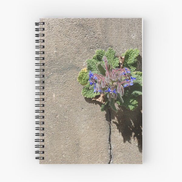 Item preview, Opportunist designed and sold by Paul Pasco.
