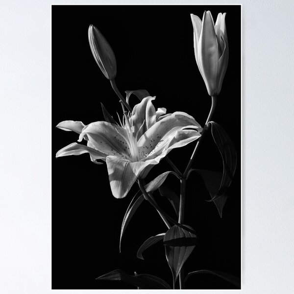 Item preview, Pink Lilies (without the pink) designed and sold by Craig Hender.