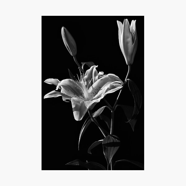 Artikelvorschau, Pink Lilies (without the pink) entworfen und verkauft von Craig Hender.