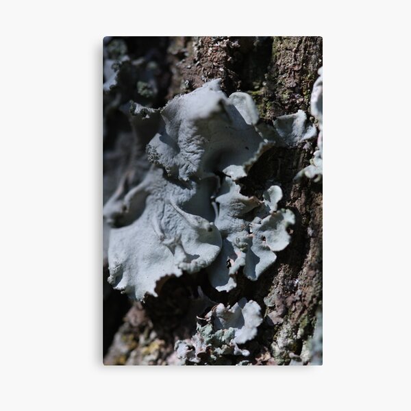 Item preview, Grey lichen designed and sold by richeriley.