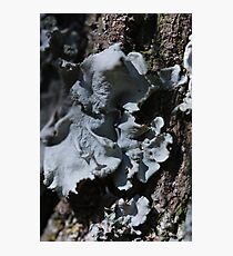 Grey lichen Photographic Print
