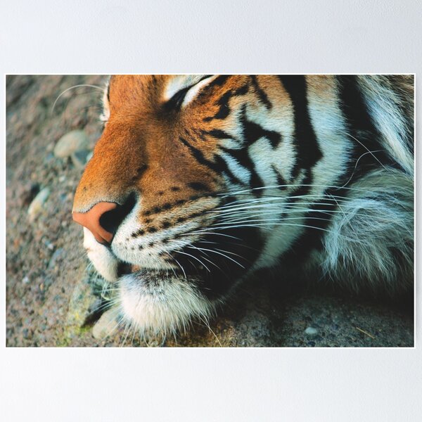 Item preview, The Tiger Sleeps Tonight designed and sold by Aaron Wright.