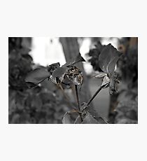 Rose Buds Photographic Print