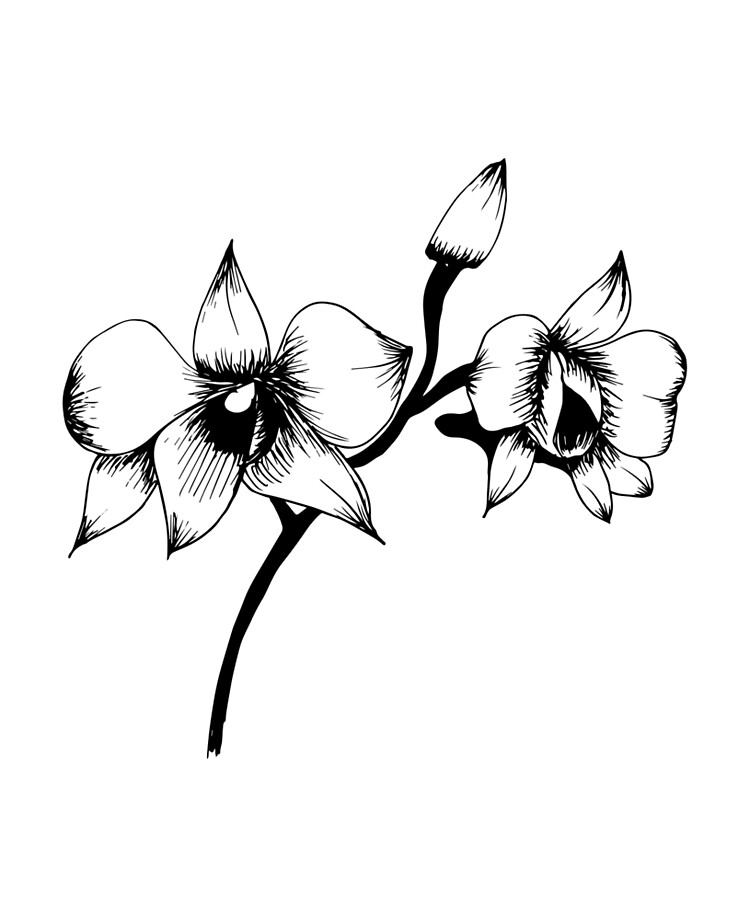 20 Beautiful Orchid Flower Drawing Ideas  Beautiful Dawn Designs