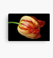 Fiery Belle Canvas Print