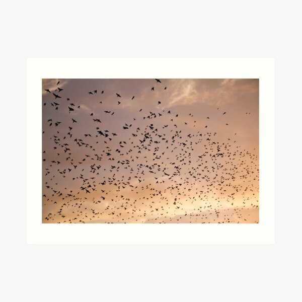 Sunset Movements Art Print